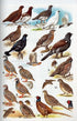 New Holland European Bird Guide - Peter H. Barthel 2008